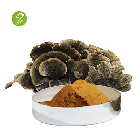 herbal turkey tail bulk package coriolus versicolor extract 30 powder china price supplier 21food