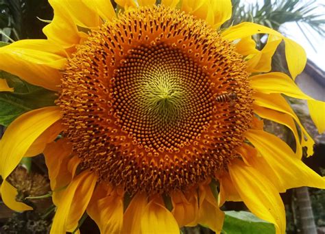 Jual Bibit Bunga Matahari Sunflowers Odesa Indonesia