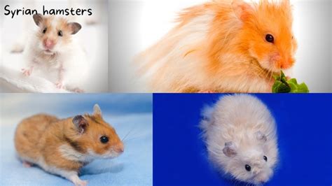 Ultimate Guide And Tips On Caring For Syrian Hamsters