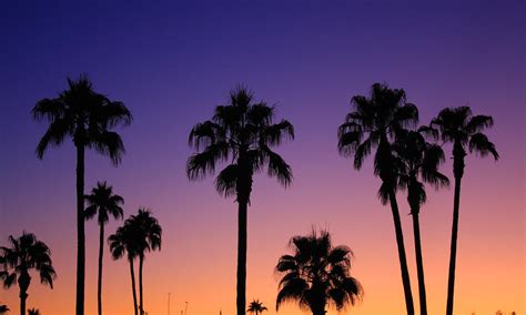 Colorful Tropical Palm Tree Sunset By James Bo Insogna