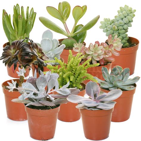 Succulent Mix 10 Plants House Office Live Indoor Pot Plant