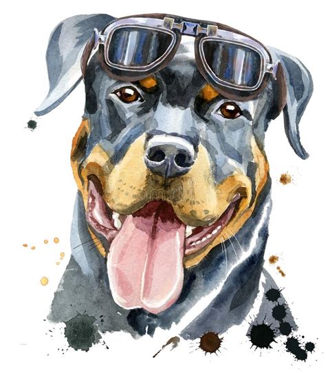 Voir plus d'idées sur le thème dessin, animaux, dessin chien. Portrait D'aquarelle De Rottweiler Illustration Stock ...