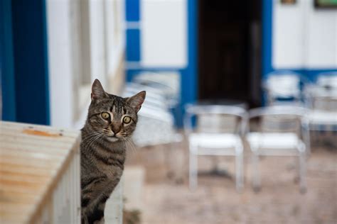 Astonished Cat Albufeira Algarve Portugal November