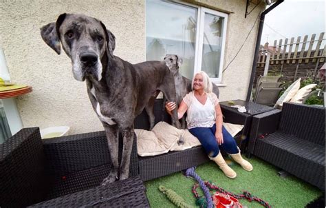 1 meter = 3.28 x feet, so, 2 x 1 meter = 2 x 3.28 feet, or. Freddy the Great Dane Is 7 Feet Tall and the Biggest Dog ...