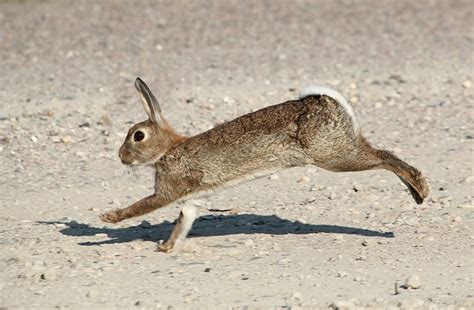 How Fast Can A Rabbit Run Breeds Including Wild And Domestic The