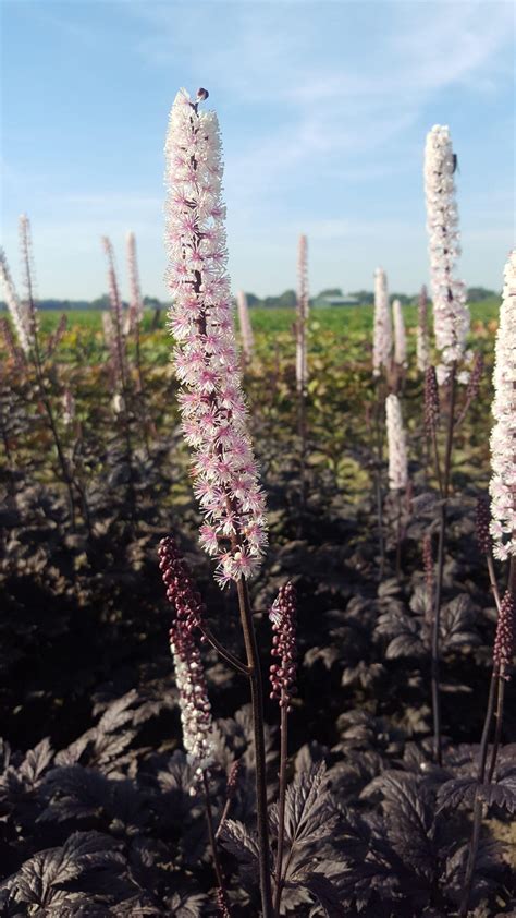 Actaea Cimicifuga Simplex Pink Spike Bouwmeester Vaste Planten