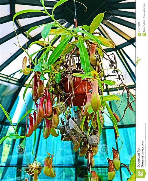 Tropical Snapper Hanging Plant Stock Image Image Of East Bush 118179859