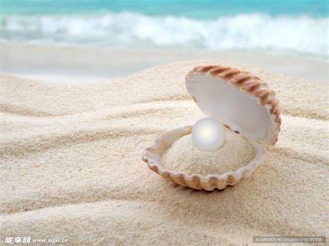 沙子珍珠图片摄影图 海洋生物 生物世界 摄影图库 昵图网nipic com