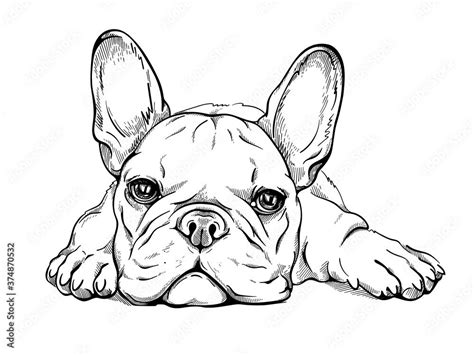 Descarga Cute French Bulldog Puppy Sketch Vector De Archivo Y Descubre