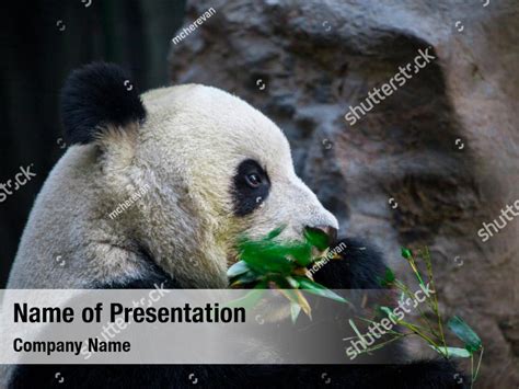 Giant Panda Close Up Powerpoint Template Giant Panda Close Up