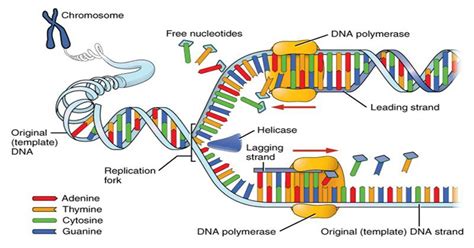 Prokaryotic Dna Replication Enzymes Steps And