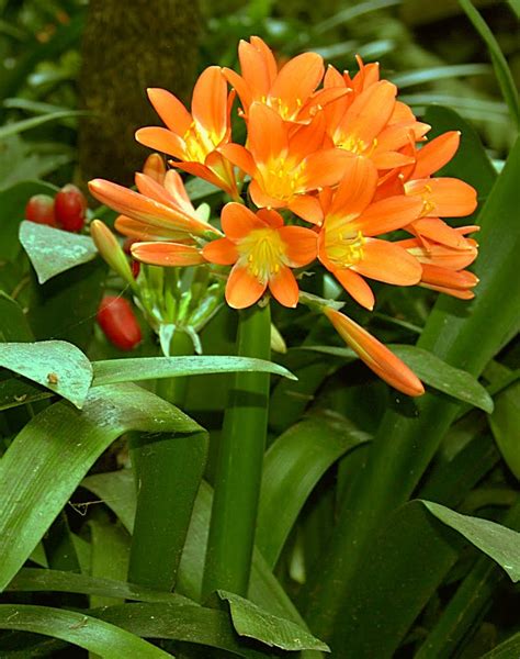 Plants Are The Strangest People List Houseplants Which Have Orange