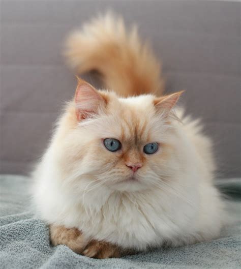 These cats will often be older and unlikely to have a pedigree certificate, but can provide the wonderful companion of a persian kitten with some more known aspects. Himalayan - Specialty Purebred Cat Rescue