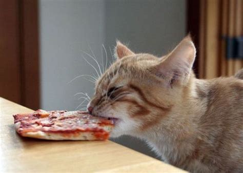 Cat Eating Pizza Rcatsonpizza