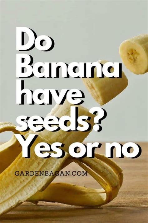 Do Banana Have Seeds Yes Or No Kitchen Garden Facts Garden Bagan