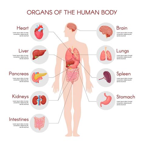 Human Anatomy Infographic Elements With Set Of Internal Organs Isolated