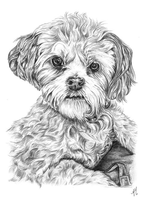 Are you searching for drawing puppy png images or vector? Dog Drawings by Angela of Pencil Sketch Portraits