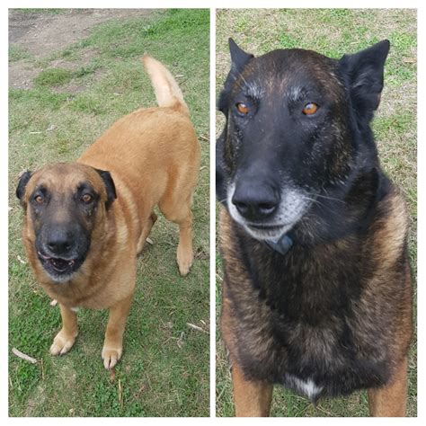 Use the search tool below and browse adoptable belgian malinoises! Perdu chien male de race malinois - SPA de Bergerac