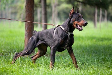 Unfairly Labeled 20 Aggressive Dog Breeds That Are Often