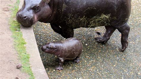 Montgomery Zoo Welcomes New Pygmy Hippopotamus
