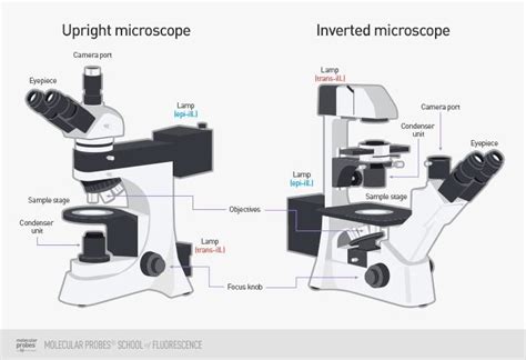 Diagram Of The Modified Inverted Microscope Optics Do