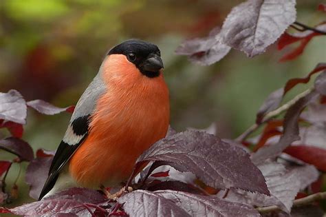 Animal Bird Bullfinch Close Up Leaves Perched Hd Wallpaper