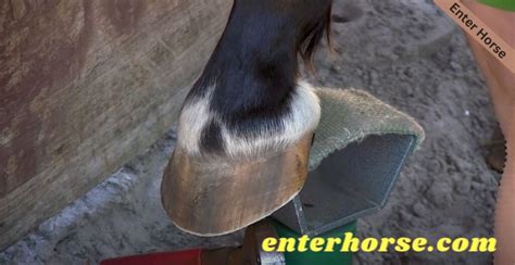 Will A Hoof Pick Help Maintain The Natural Shape Of Horse Hooves