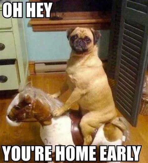 24 Funny Animal Memes To Make You Smile Stop The Boring