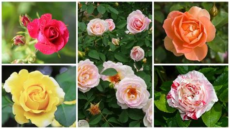Róże W Ogrodzie Odmiany I Uprawa Najpiękniejsze Odmiany Róż Ogród