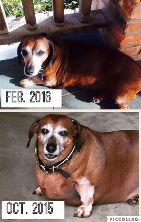 Must See Fat Vincent The Dog Loses Half His Body Weight Fox23 News