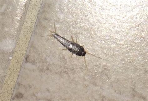 Silverfish Whats That Bug