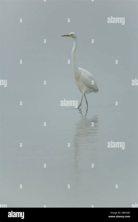 Great White Egret Egretta Alba Walking And Wading In The Mist Stock