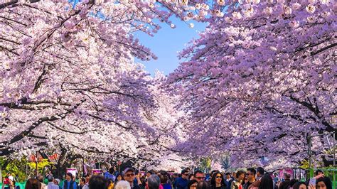 Hanami Cherry Blossoms Film Japaneseclassjp