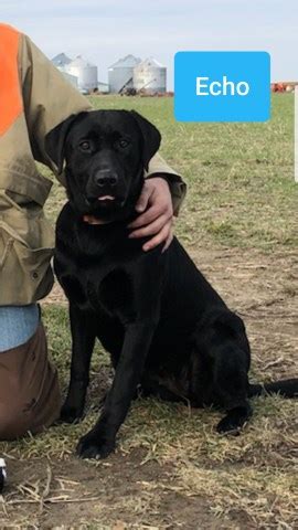 A litter of lab puppies may come in any combination of colors, depending on. Labrador Retriever puppy dog for sale in Bellefontaine, Ohio