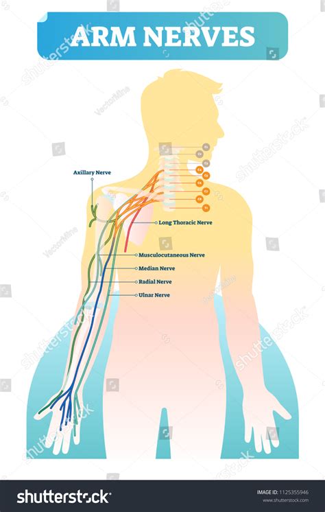 Vector Illustration Human Arm Nerves Anatomical เวกเตอร์สต็อก ปลอดค่า