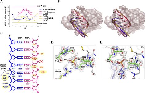 Crystal Structures Of Rnase H Bound To An Rna Dna Hybrid Substrate Specificity And Metal