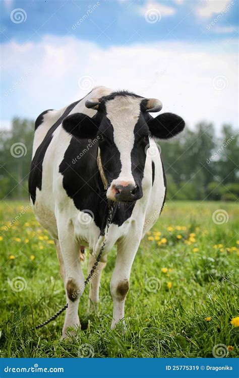 Spotted Black White Cow Stock Image Image Of Nature 25775319