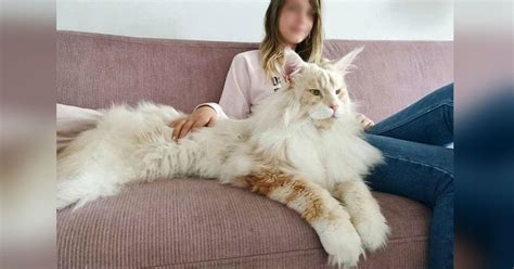 How Big Do Male Maine Coon Cats Get Cats Ghy