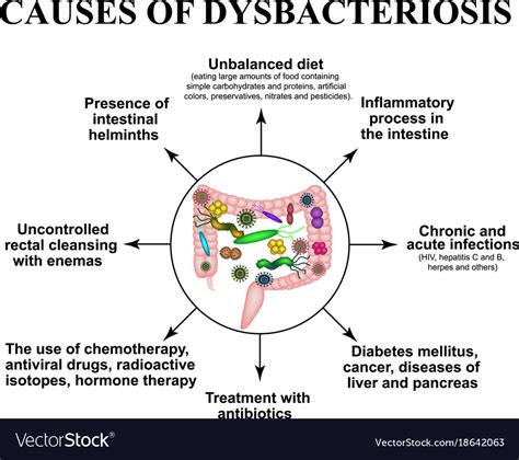 Causes Dysbiosis Colon Bacteria Pathogenic Flora Vector Image