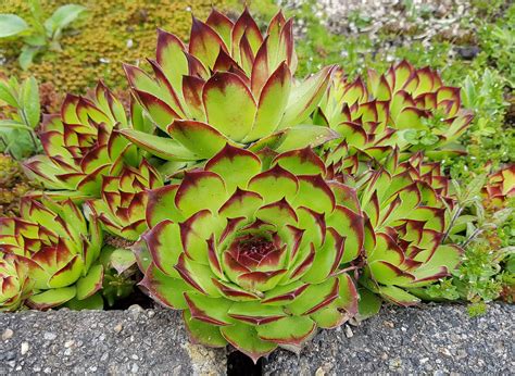 Mar 18, 2020 · bringing home new plants is a fast way to add a splash of color and character to your house, especially when those plants are placed in the perfect container. 12 Best Perennials for Full Sun | Drought tolerant garden ...