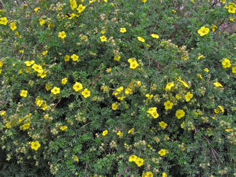Little hollow flowers is owned and operated by dustin saunders and kate davenport. Southwest Colorado Wildflowers, Dasiphora fruticosa