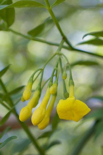 Other names include trumpet vine, evening trumpet flower, and both yellow jasmine and carolina jasmine. Yellow Jasmine | Flower Essence | Resting Cycles