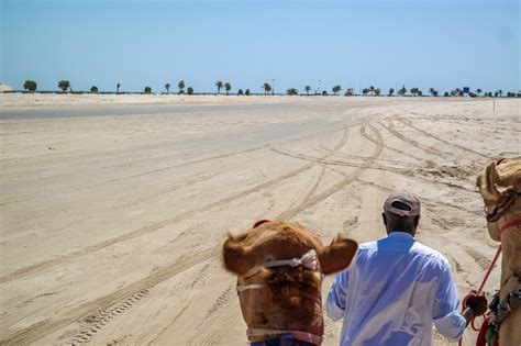 Experiencing A Desert Safari In Qatar With Qatar Inbound Tours