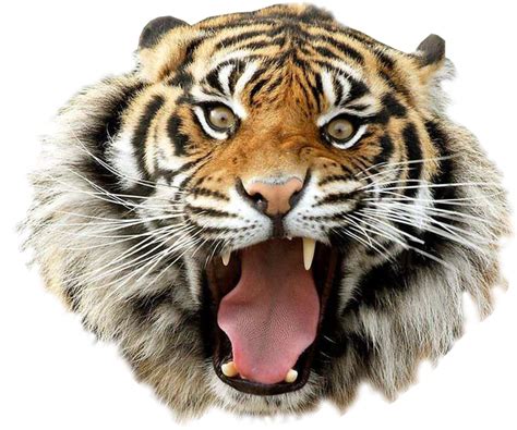 Collection Of Hq Tiger Png Pluspng