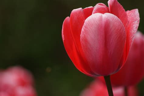 Free Images Flower Petal Tulip Spring Red Flowers Publicdomain