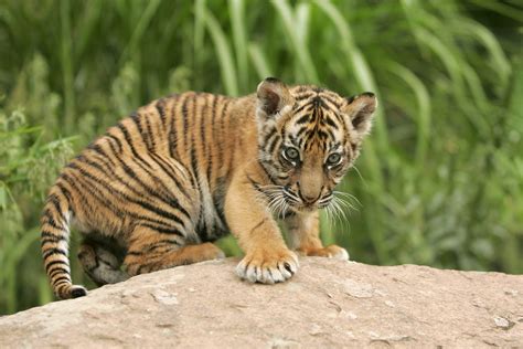 Can Baby Tigers Be Tamed Impressive Nature