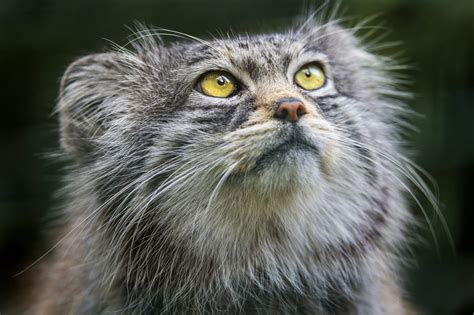 Why The Pallas Cat Should Become Your New Favorite Animal Huffpost