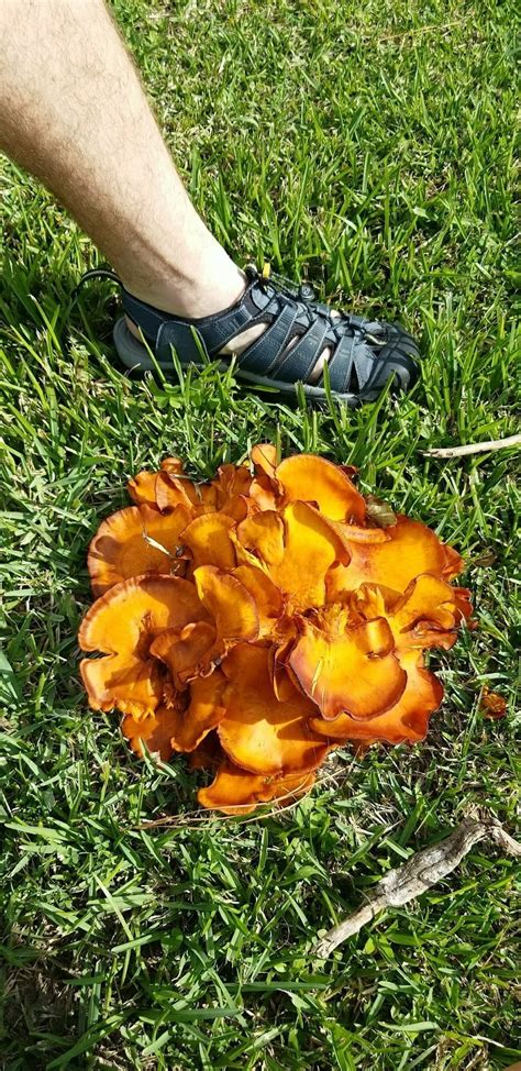 Huge Fungus In Houston Texas Mycology