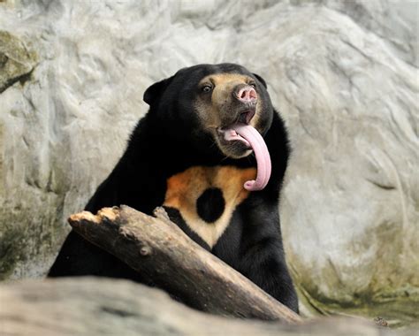 Yes The Viral Sun Bear Is Real Its Not A Costume