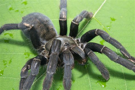 Giant Black Spider Stock Photo Download Image Now Animal Animal